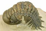 Colorful Crotalocephalina Trilobite - Atchana, Morocco #275255-2